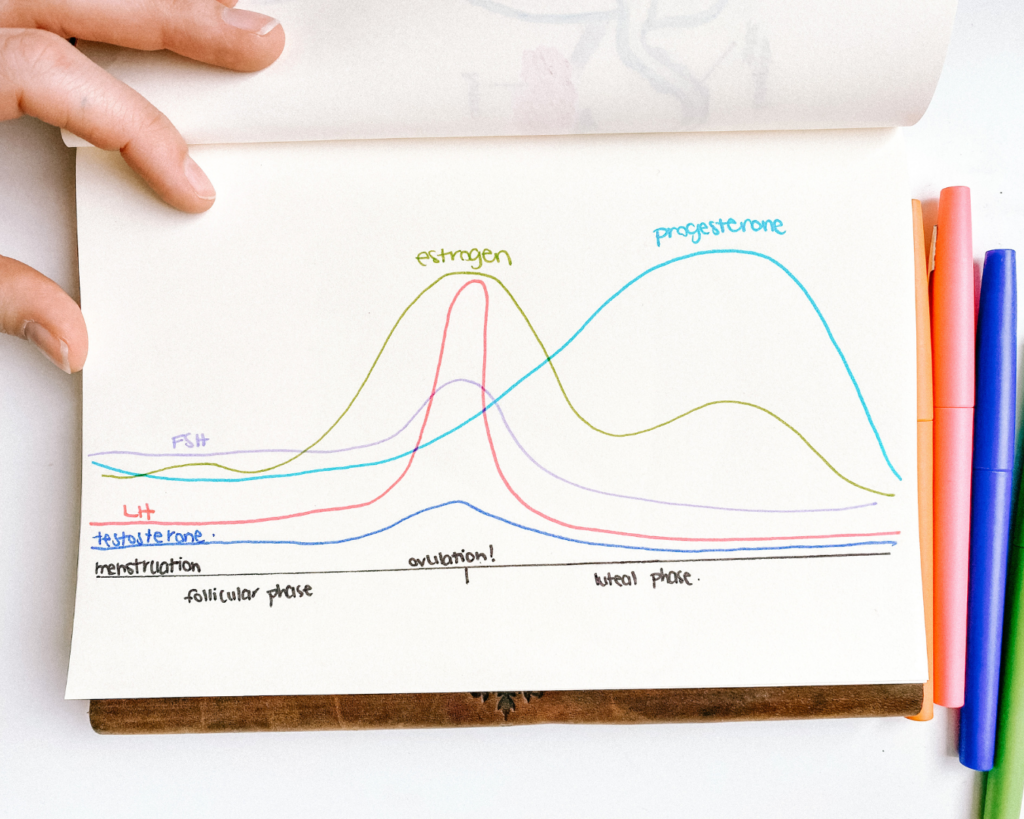 A colourful drawing of a menstrual cycle hormone graph.